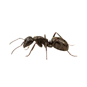 Argentine Ants