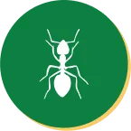 Ant Control