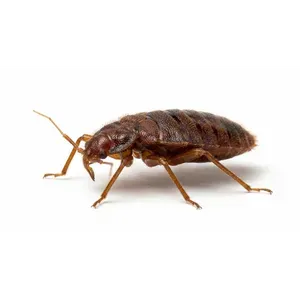 Bed Bugs