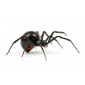 Black Widow Spiders