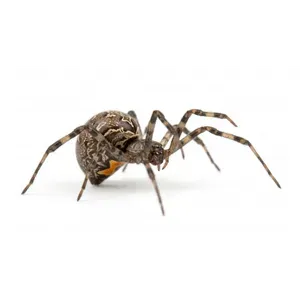 Brown Widow Spiders
