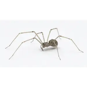 Cellar Spiders