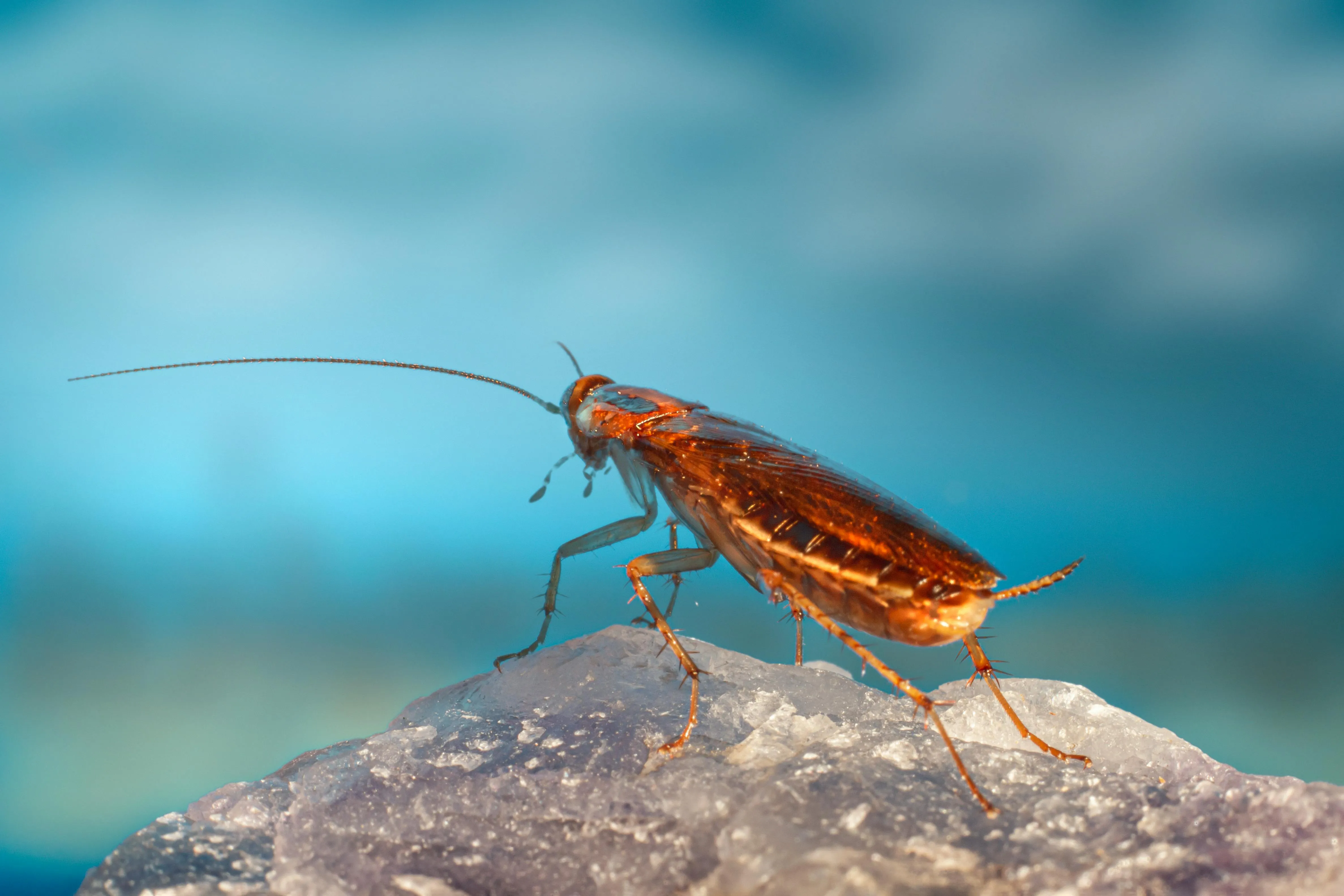 Cockroach closeup