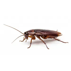 Cockroaches