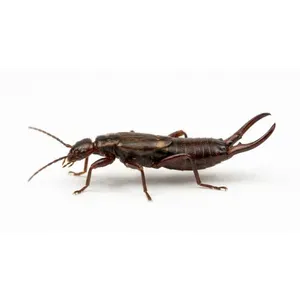Earwigs
