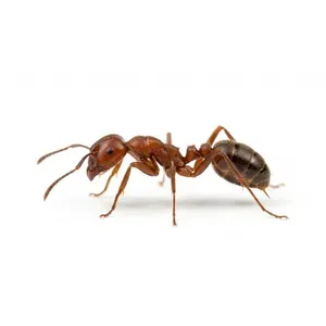 Fire Ants