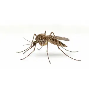 Mosquitoes