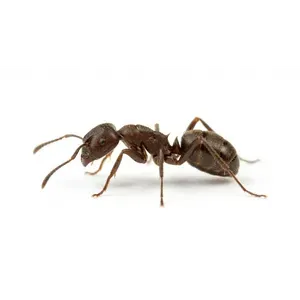 Pavement Ants