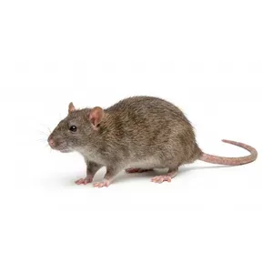 Rodents