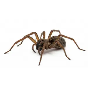 Spiders