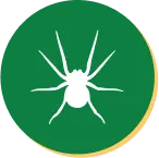 Spider Control