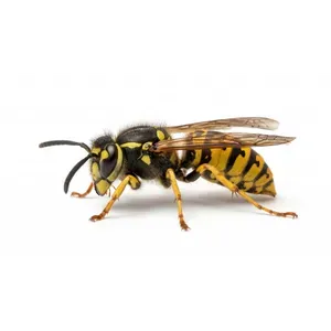 Wasps & Bees